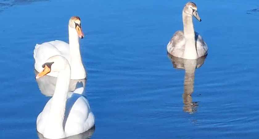 łabędzie nad zalewem w Kamiennej Górze