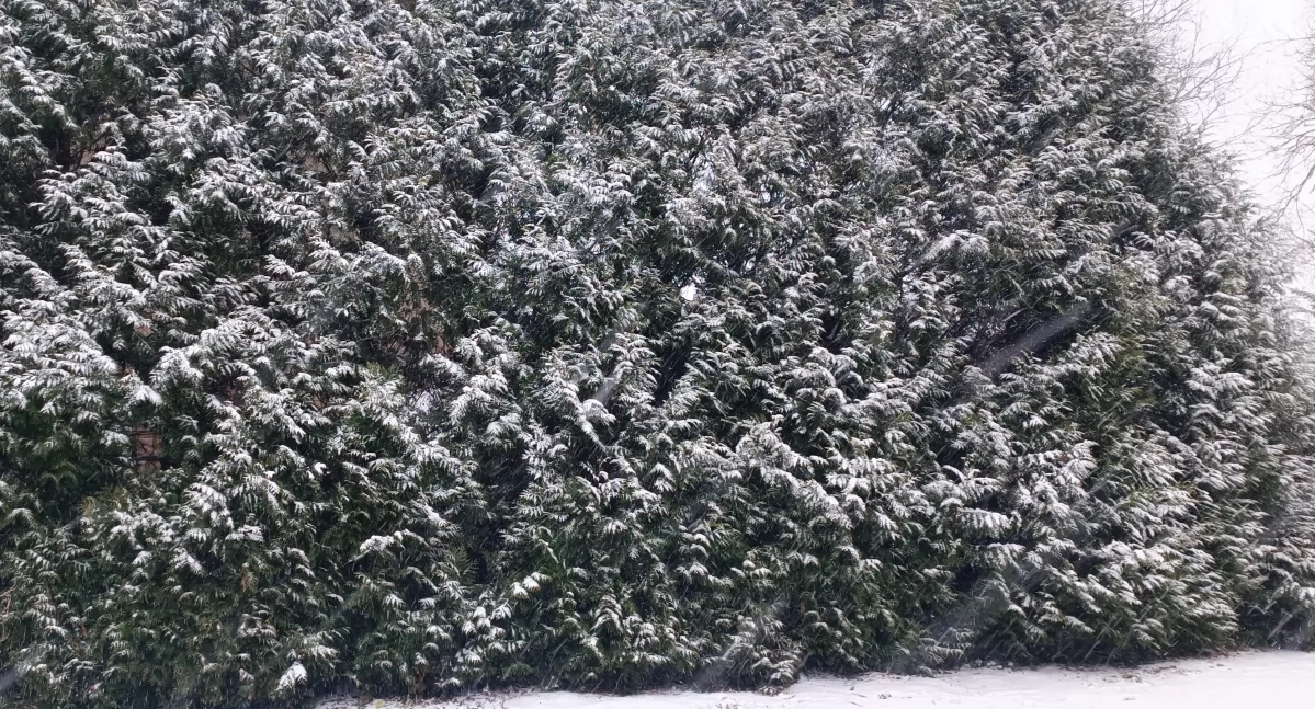 Pogoda, Intensywne opady śniegu - zdjęcie, fotografia