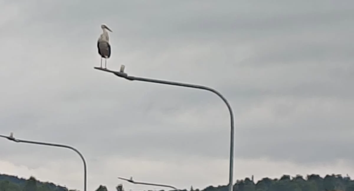Zwierzęta, Bocian wspiera policję - zdjęcie, fotografia