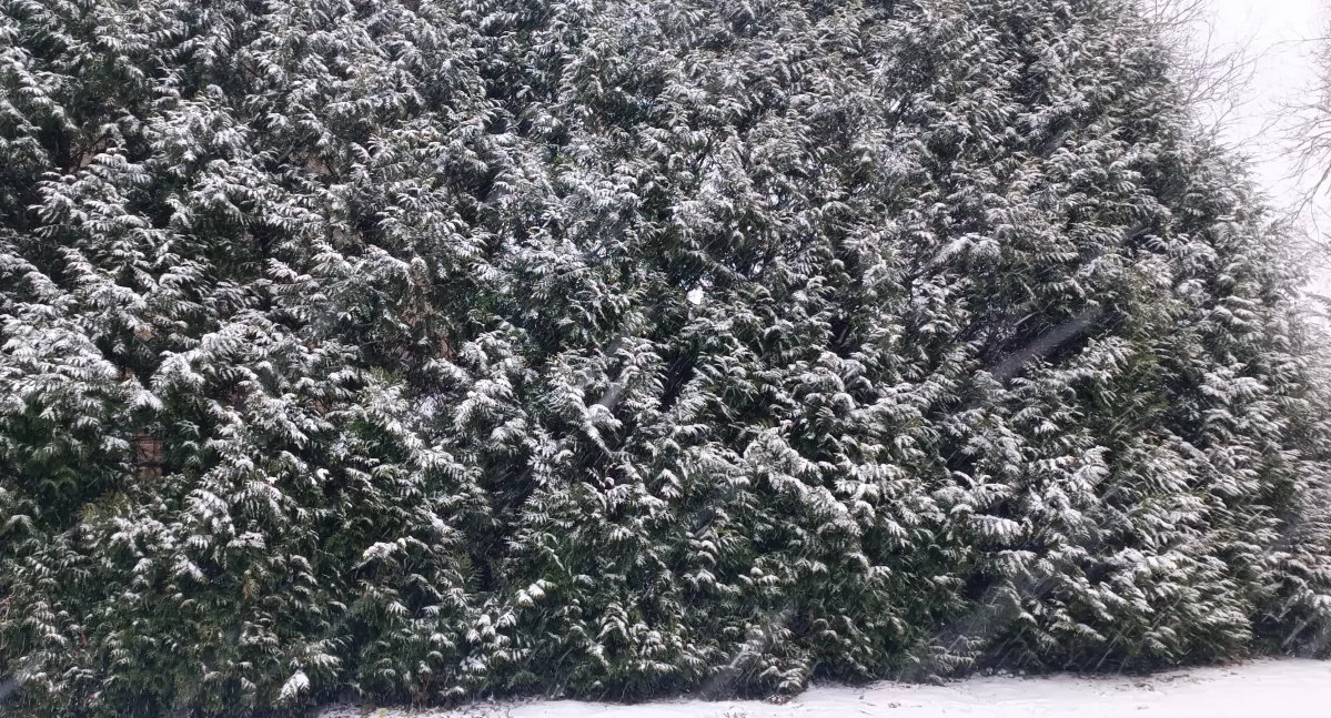Pogoda, Intensywne opady śniegu - zdjęcie, fotografia