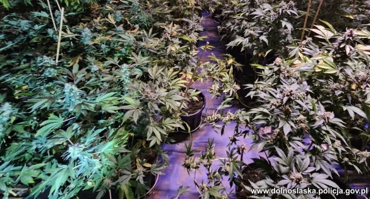 Policja, Kamiennogórscy policjanci zlikwidowali narkotykowe plantacje - zdjęcie, fotografia
