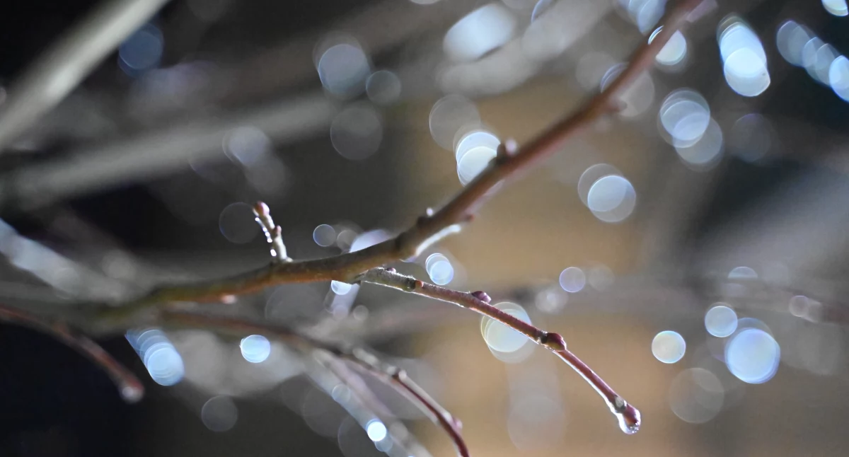 Pogoda, Opady marznące - zdjęcie, fotografia
