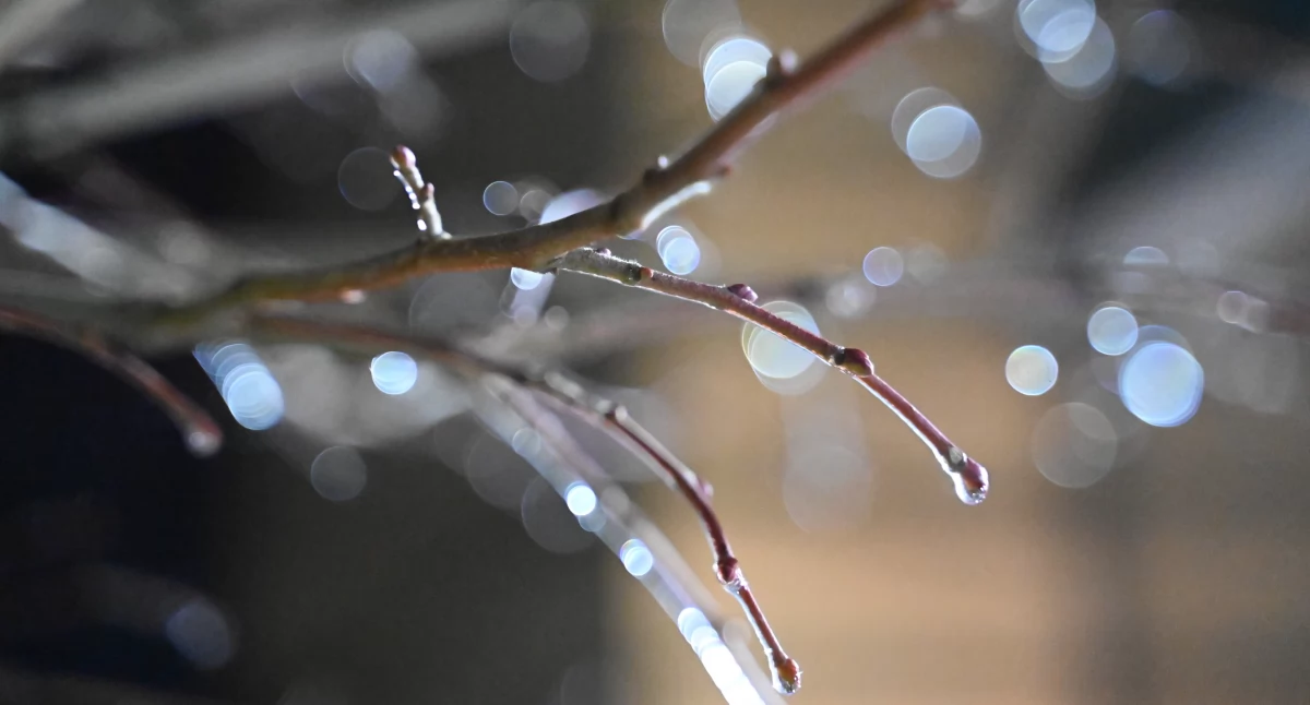 Pogoda, Opady marznące - zdjęcie, fotografia