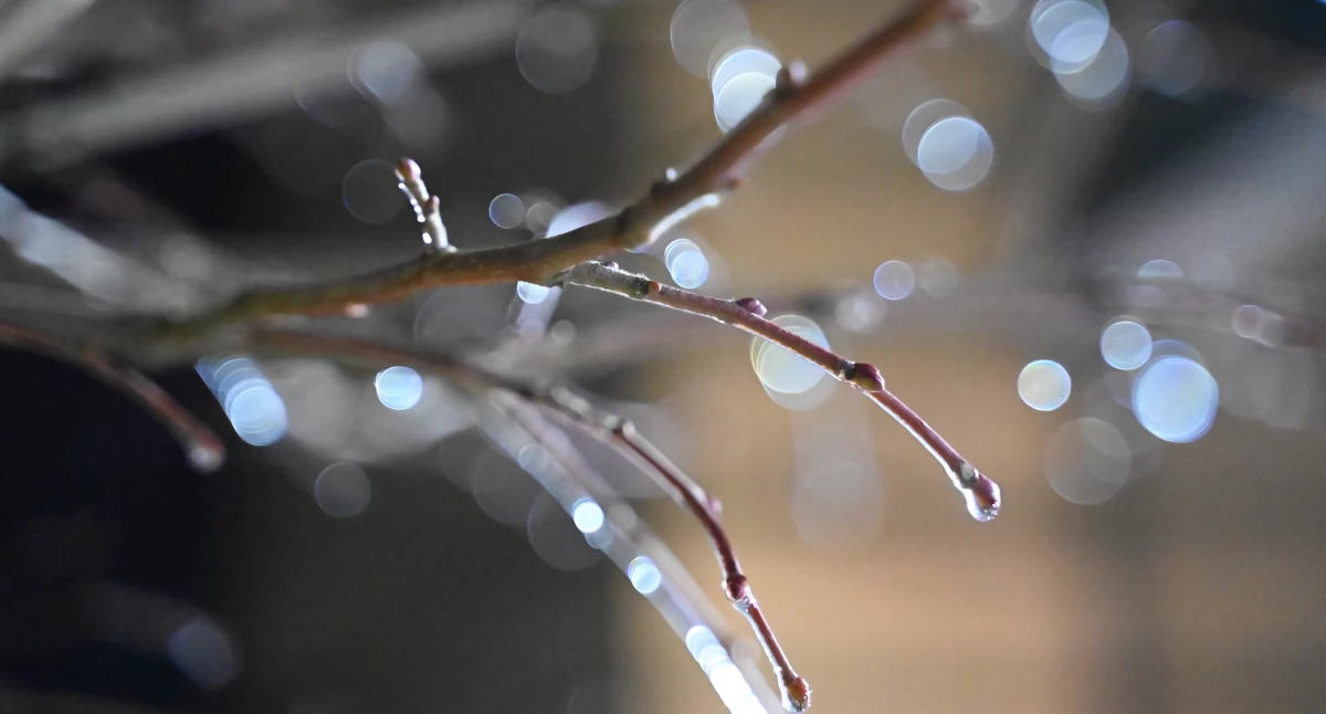 Pogoda, Opady marznące - zdjęcie, fotografia