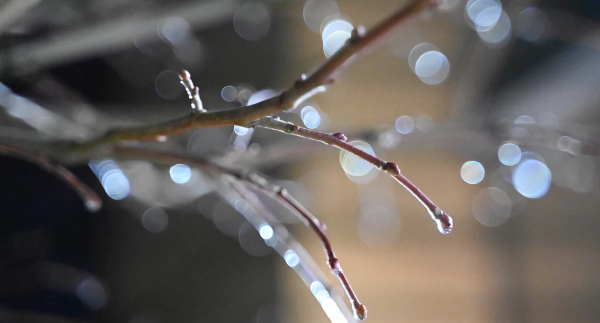 Pogoda, Opady marznące - zdjęcie, fotografia