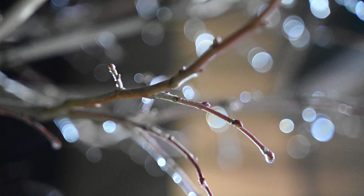 Pogoda, Opady marznące - zdjęcie, fotografia