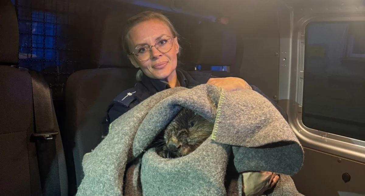Policja, Policjanci pomogli bobrowi - zdjęcie, fotografia