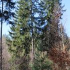 zdjęcie nr 54