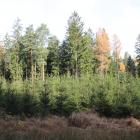 zdjęcie nr 40