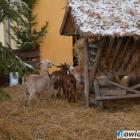 zdjęcie nr 8