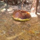 Fotka nr 2 z 6