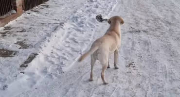 Czyja to zguba?