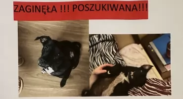Zaginęła suczka